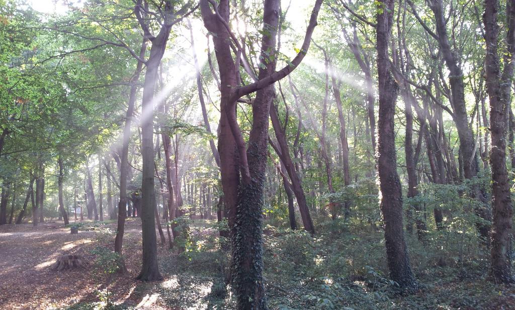 Apartament Kolonialny Olympic Park コウォブジェク エクステリア 写真